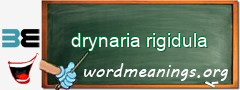 WordMeaning blackboard for drynaria rigidula